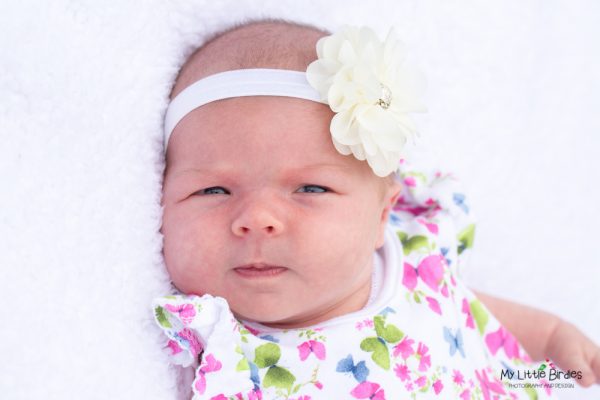 The Basic Newborn Portrait Collection - Sunday Moon Creative